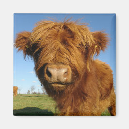 In jouw gezicht Koe Magnet