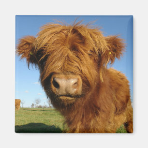 In jouw gezicht Koe Magnet