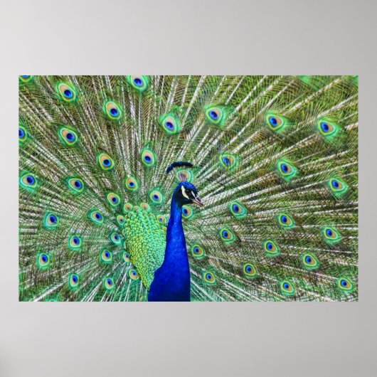 In levendige kleur poster (Voorkant)