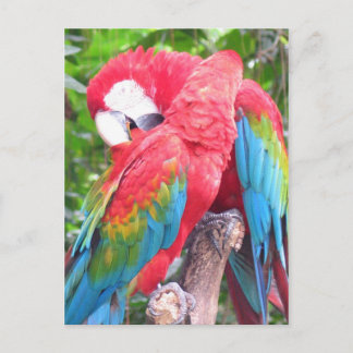 In liefde voor parrots briefkaart