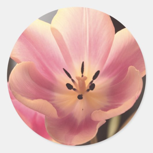 in Paarse Tulip Sticker (Voorkant)