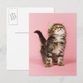  in Pink Kitten Briefkaart (Voorkant / Achterkant)