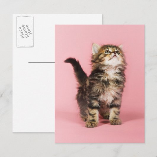  in Pink Kitten Briefkaart (Voorkant / Achterkant)