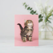 in Pink Kitten Briefkaart (Staand voorkant)