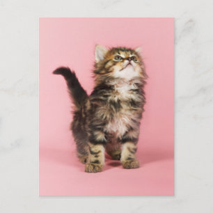 in Pink Kitten Briefkaart