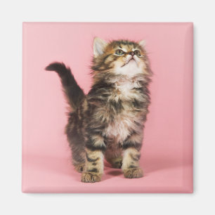  in Pink Kitten Magneet