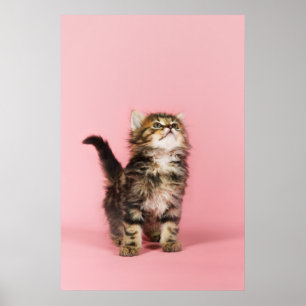 in Pink Kitten Poster