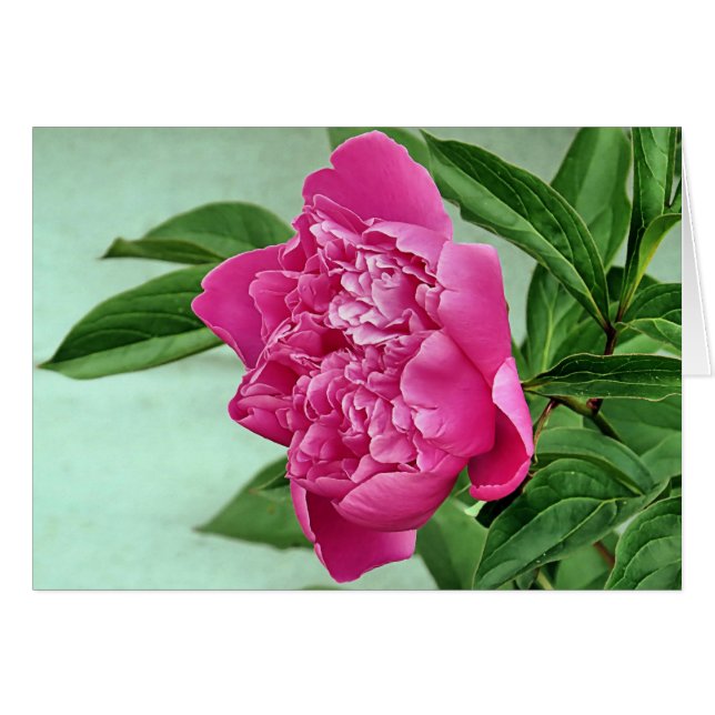  in Pink Peony (Voorkant Horizontaal)