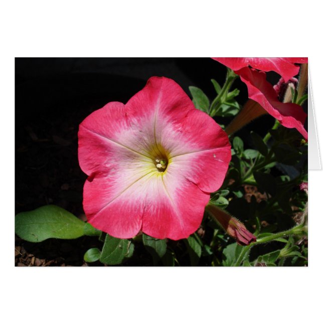  in roze (Voorkant Horizontaal)