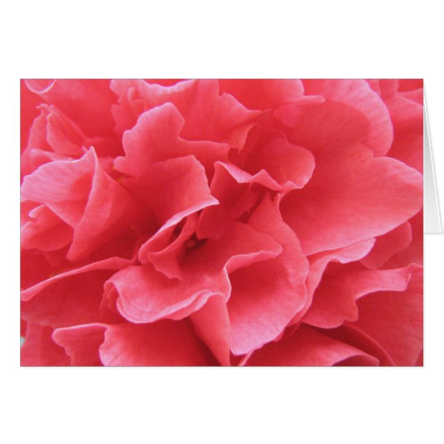  in roze (Voorkant Horizontaal)