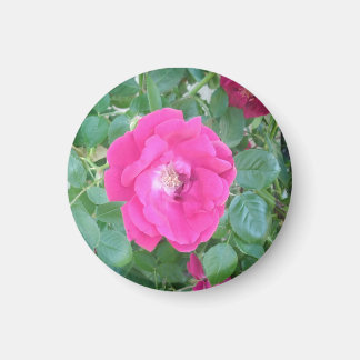 in roze bloem magneet