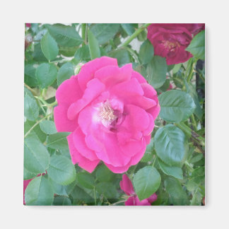 in roze bloem magneet