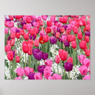 in roze bloemblaadjes poster