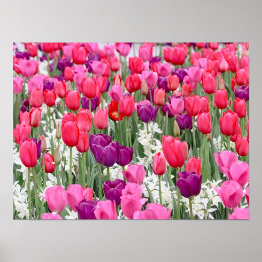 in roze bloemblaadjes poster (Voorkant)