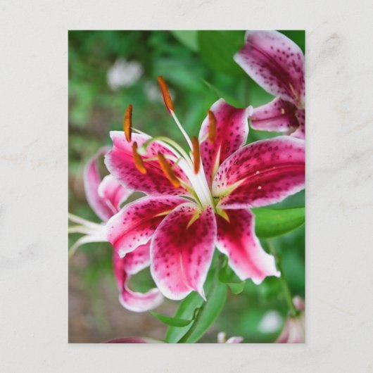  in roze briefkaart (Voorkant)