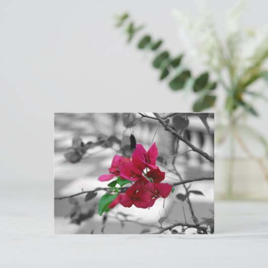  in roze briefkaart (Staand voorkant)