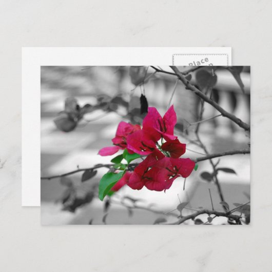  in roze briefkaart (Voorkant / Achterkant)