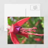  in Roze. Briefkaart (Voorkant / Achterkant)