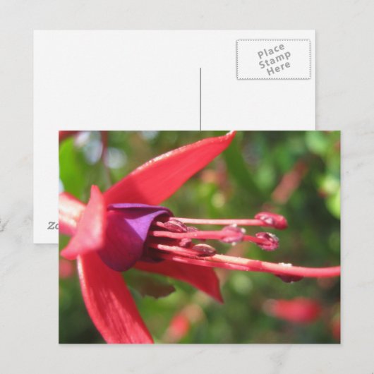  in Roze. Briefkaart (Voorkant / Achterkant)