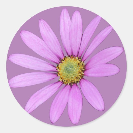  in Roze Cape Daisies Design Ronde Sticker (Voorkant)