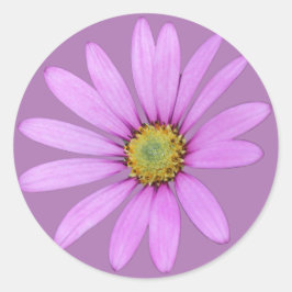 in Roze Cape Daisies Design Ronde Sticker