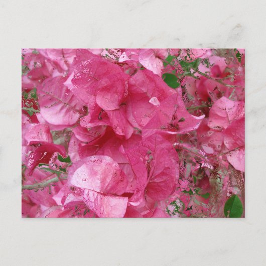 In roze kalender -2012 briefkaart (Voorkant)