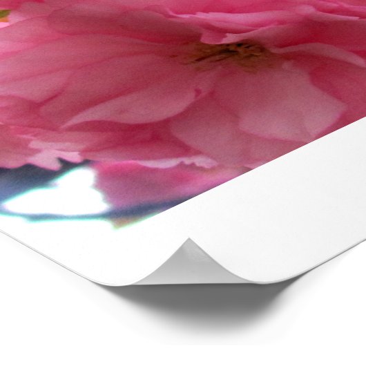  in roze poster (Hoek)