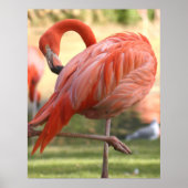  in roze poster (Voorkant)