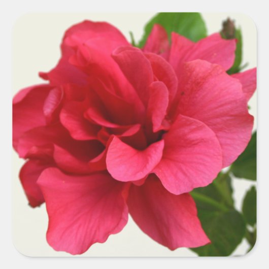 in roze - sticker (Voorkant)
