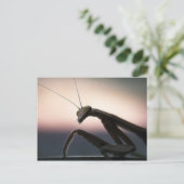 In Silhouet - Bidsprinkhanen Briefkaart (Staand voorkant)