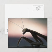 In Silhouet - Bidsprinkhanen Briefkaart (Voorkant / Achterkant)