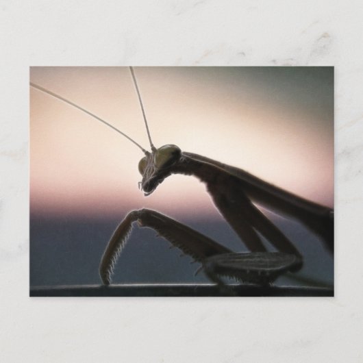 In Silhouet - Bidsprinkhanen Briefkaart (Voorkant)