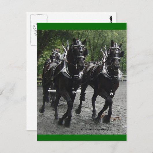 In stap — conceptpaarden briefkaart (Voorkant / Achterkant)