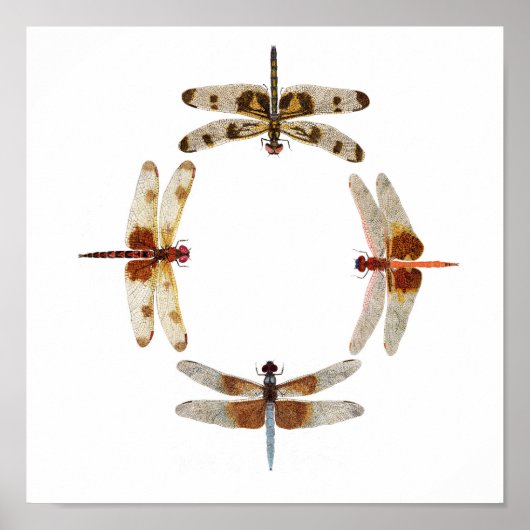 In Sync- Circle of Dragonflies Art Poster (Voorkant)