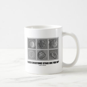 In welk embryonaal stadium ben je? (Embryo's) Koffiemok