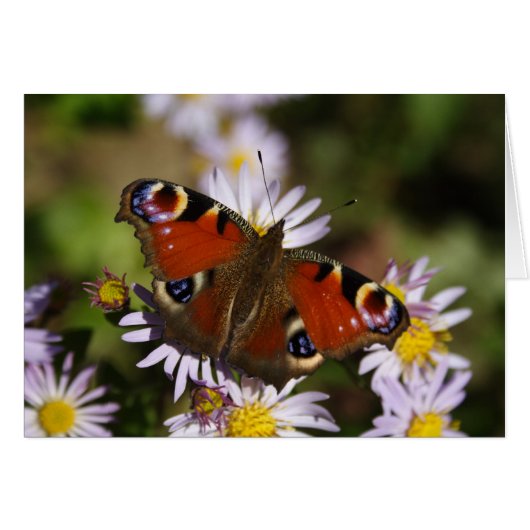 Inachis io (Voorkant Horizontaal)