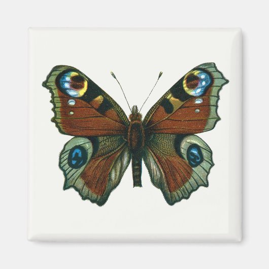 Inachis io - The European Peacock Butterfly Magneet (Voorkant)