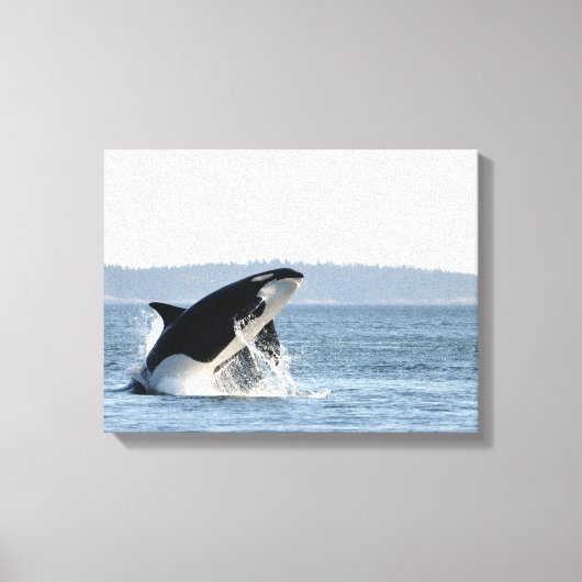 Inbrekende Orka Canvas Print (Voorkant)