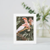 Inca Cockatoo; by W.Kuhnert; Briefkaart (Staand voorkant)