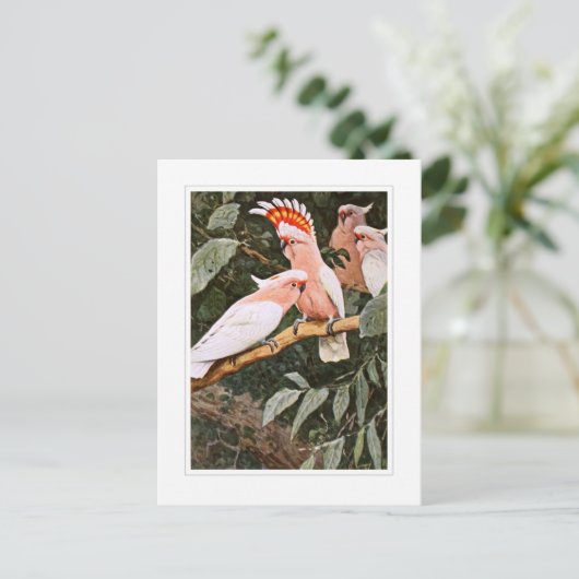 Inca Cockatoo; by W.Kuhnert; Briefkaart (Staand voorkant)