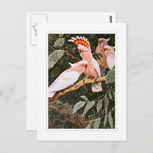 Inca Cockatoo; by W.Kuhnert; Briefkaart (Voorkant / Achterkant)