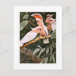 Inca Cockatoo; by W.Kuhnert; Briefkaart