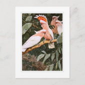 Inca Cockatoo; by W.Kuhnert; Briefkaart (Voorkant)