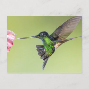 Inca Hummingbird in Flight Pose Briefkaart