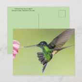 Inca Hummingbird in Flight Pose Briefkaart (Voorkant / Achterkant)