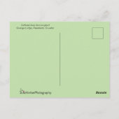Inca Hummingbird in Flight Pose Briefkaart (Achterkant)