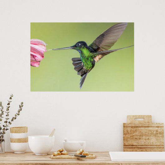 Inca Hummingbird in Flight Pose Poster (Keuken)