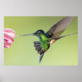 Inca Hummingbird in Flight Pose Poster (Voorkant)