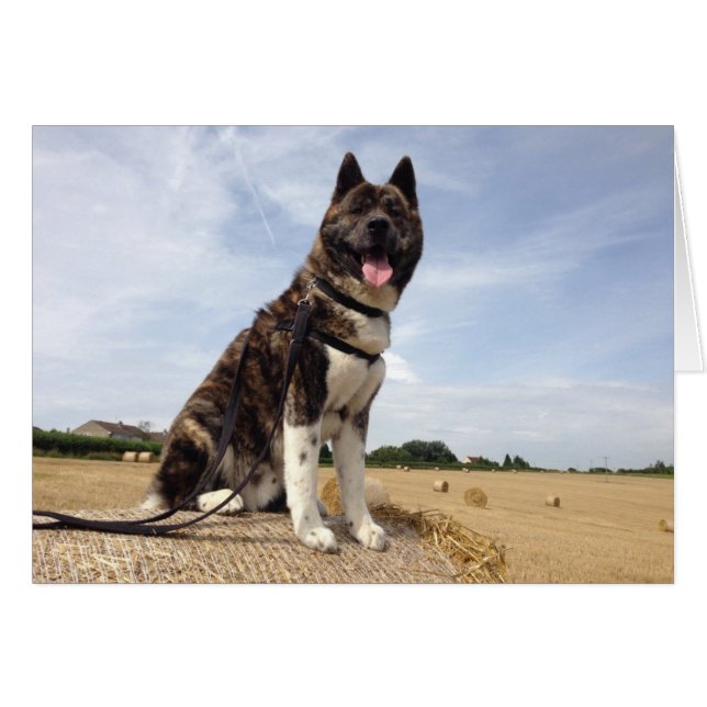 Inca in Somerset (Voorkant Horizontaal)