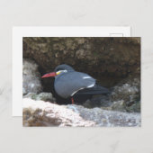 Inca Tern Briefkaart (Voorkant / Achterkant)